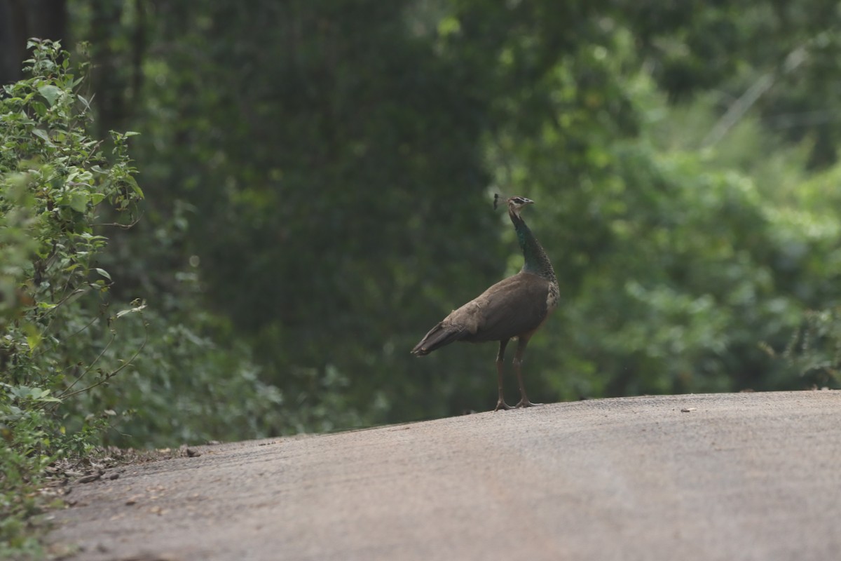 Indian Peafowl - ML623942840