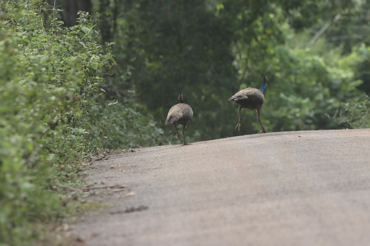 Indian Peafowl - ML623942841