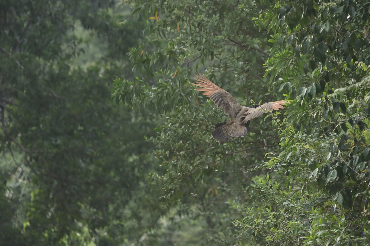 Indian Peafowl - ML623942842