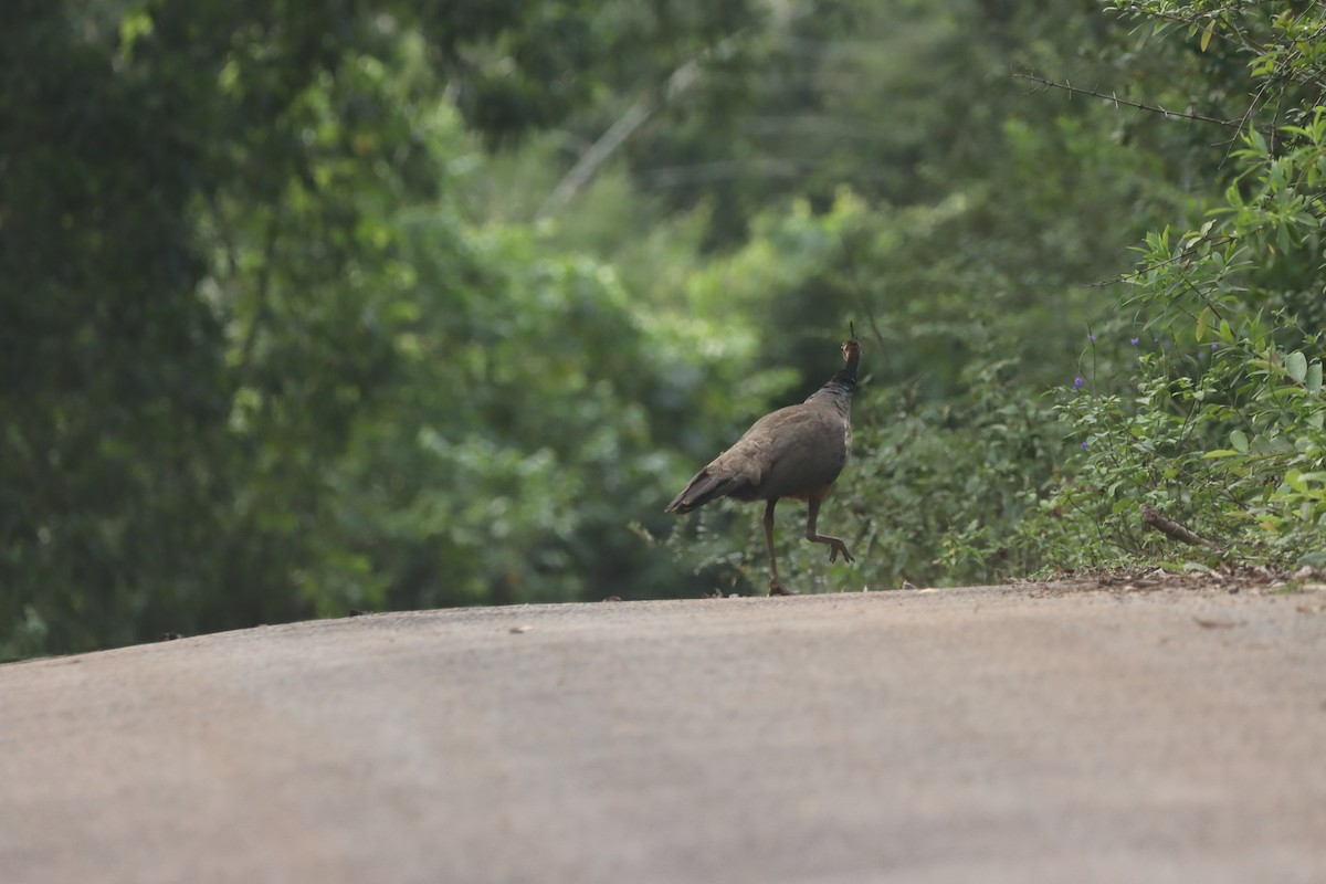 Indian Peafowl - ML623942843