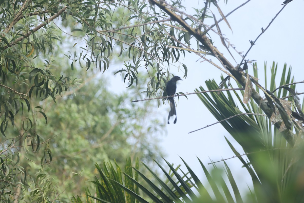 Greater Racket-tailed Drongo - ML623942863