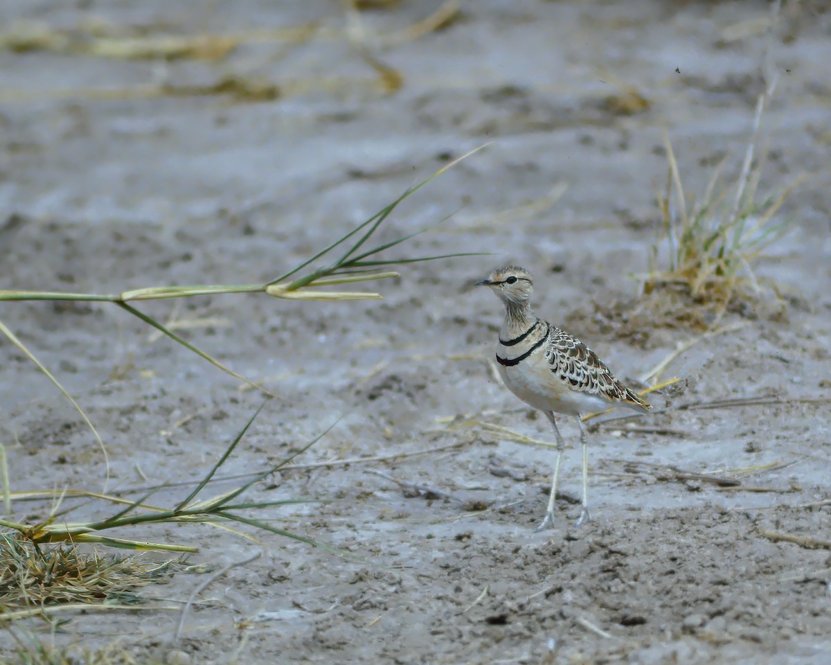 Double-banded Courser - ML623942896