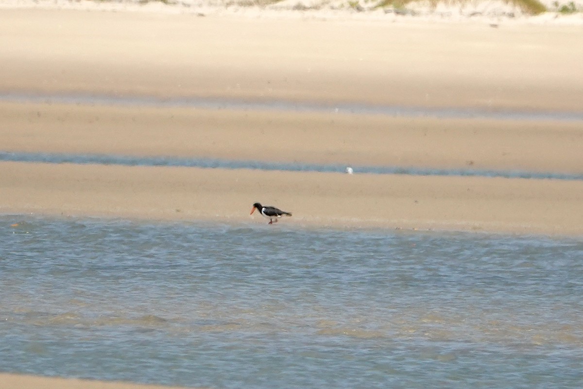 Pied Oystercatcher - ML623942908