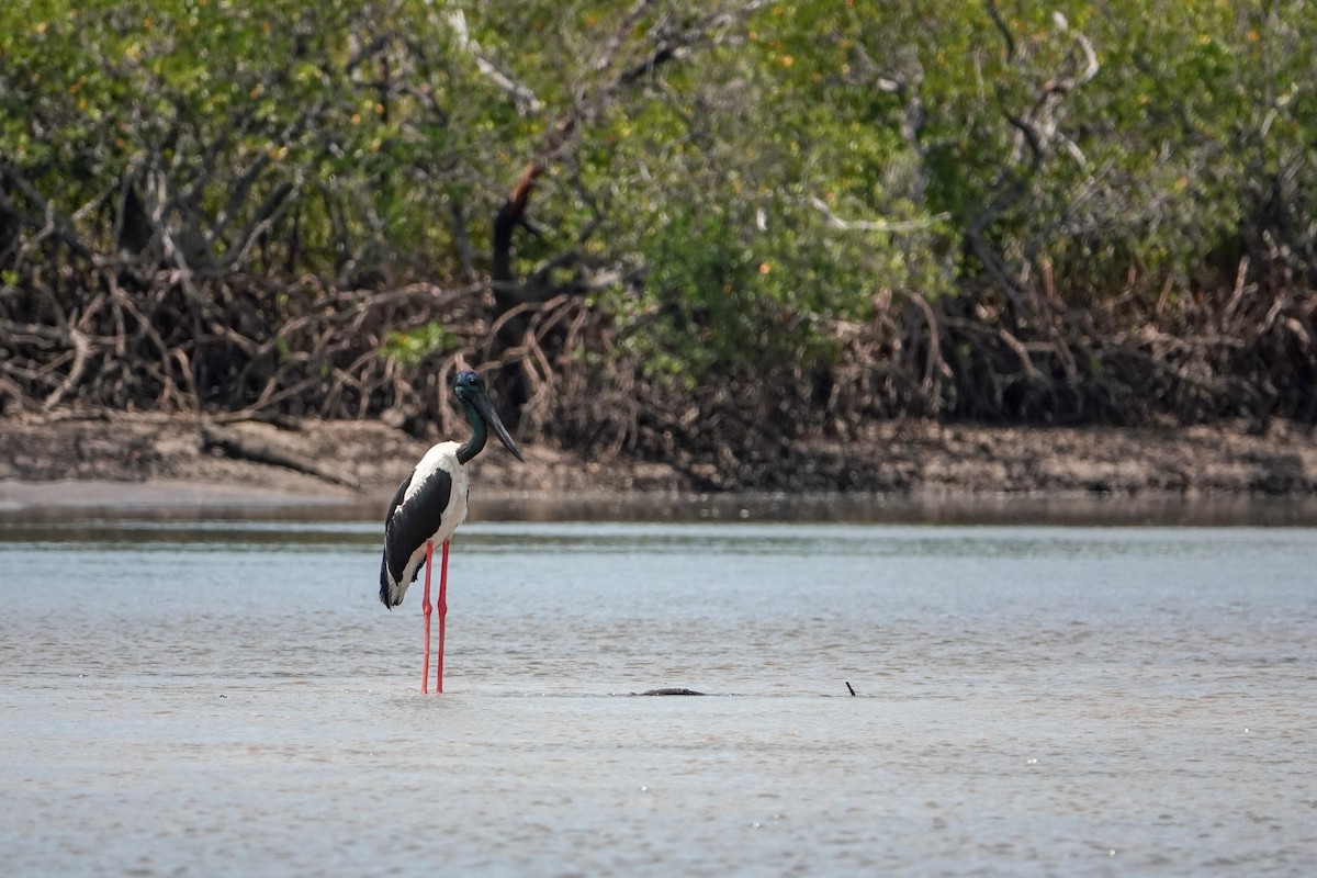 Black-necked Stork - ML623942917