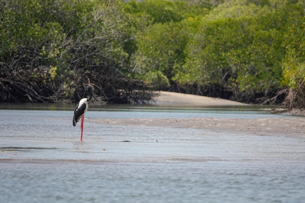 Black-necked Stork - ML623942918