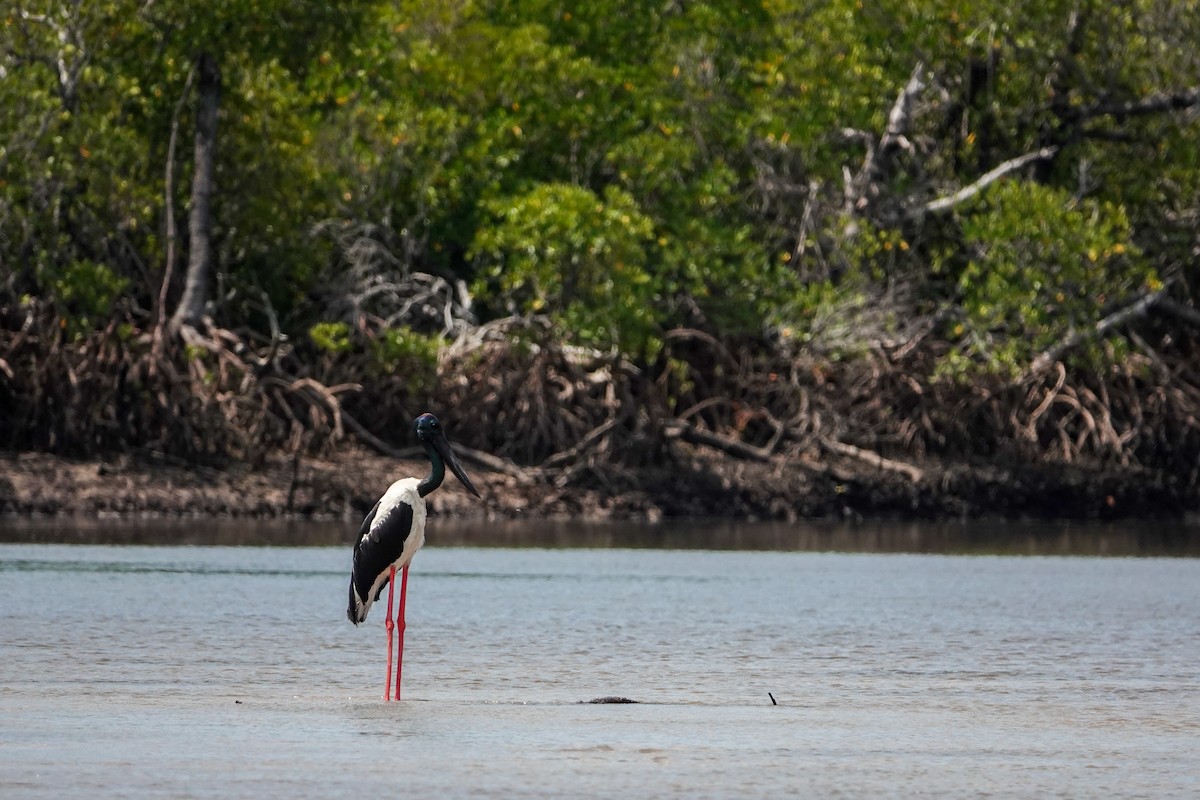 Black-necked Stork - ML623942919