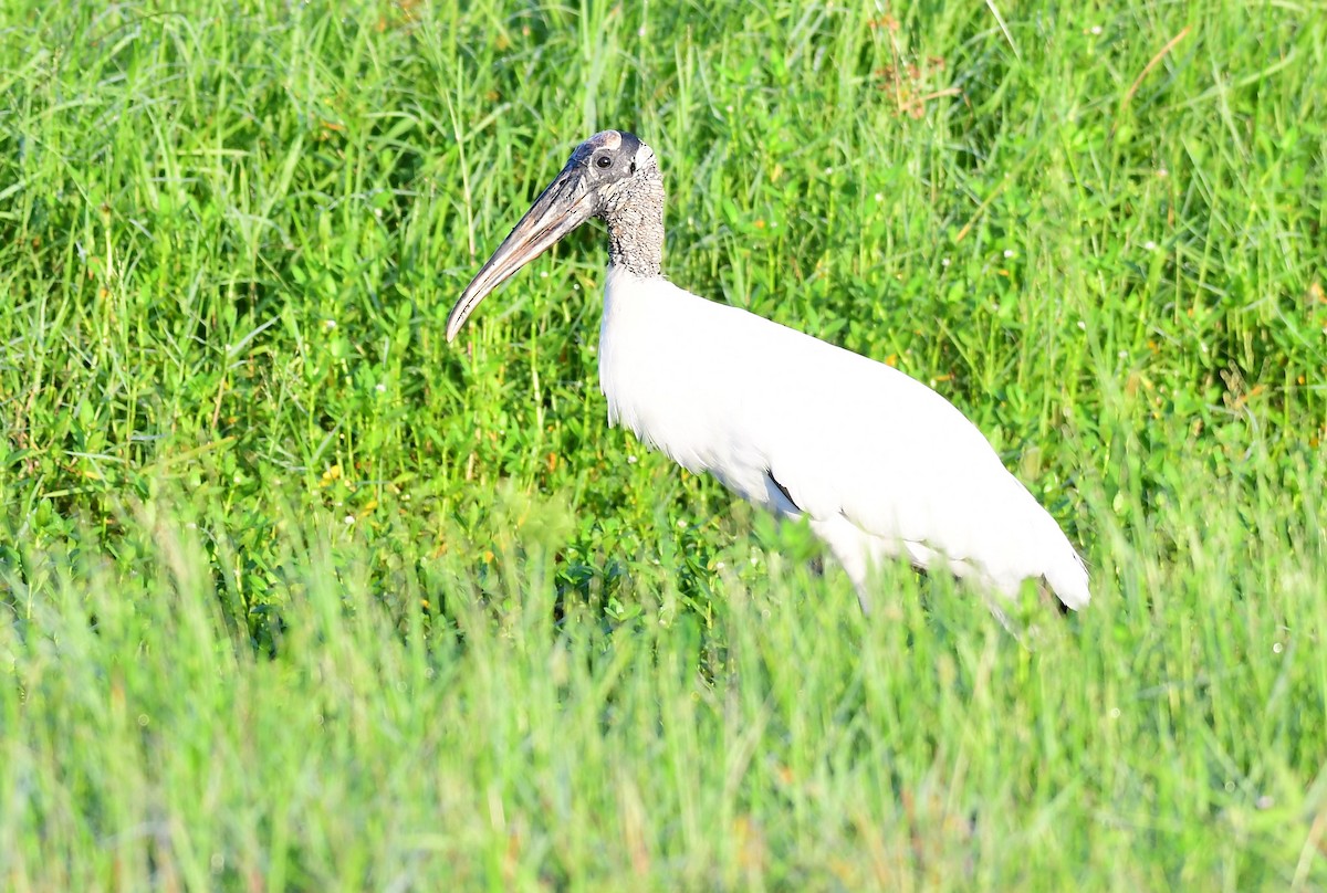 Wood Stork - ML623942927