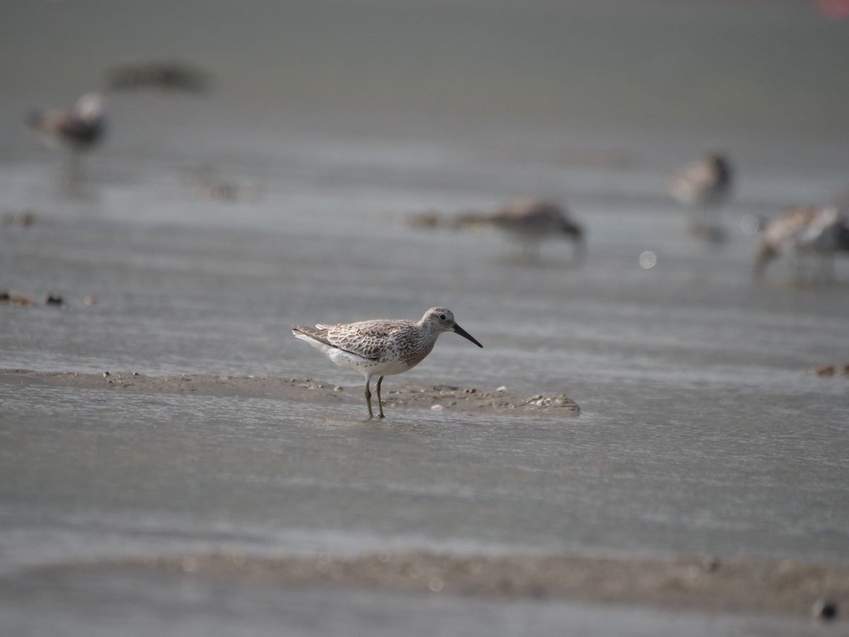 Great Knot - ML623942928