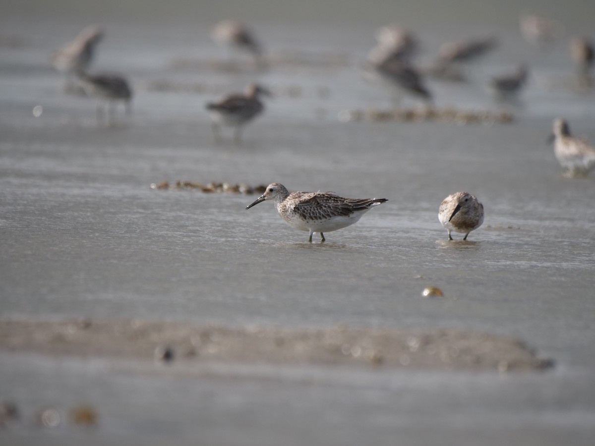 Great Knot - ML623942932