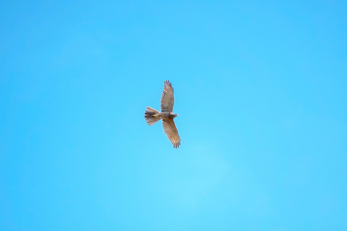 Brown Goshawk - ML623942937