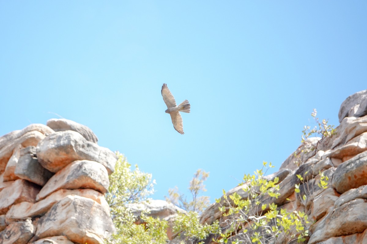 Brown Goshawk - ML623942938