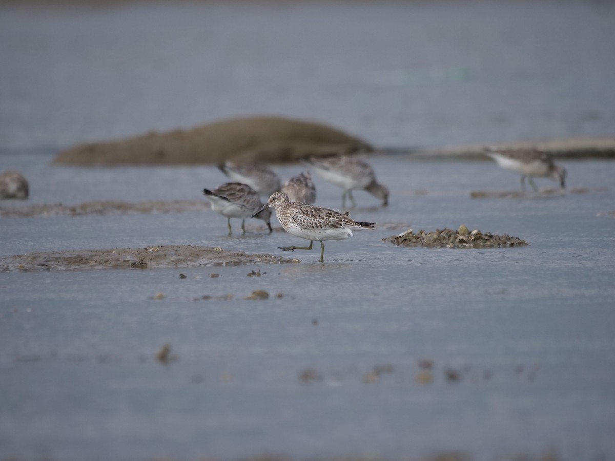 Great Knot - ML623942956