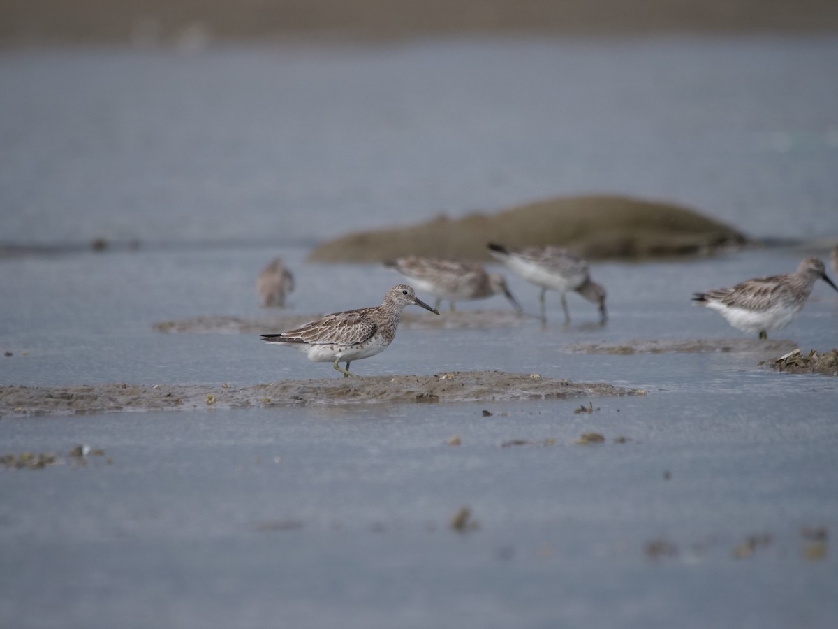 Great Knot - ML623942957