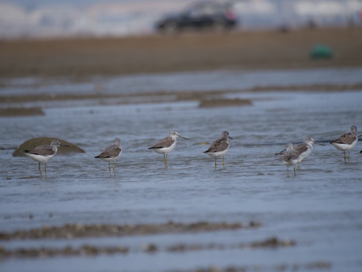 Common Greenshank - ML623942962