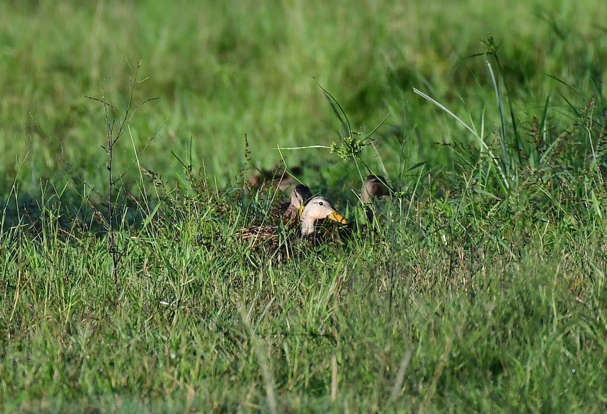 Mottled Duck - John Wolaver