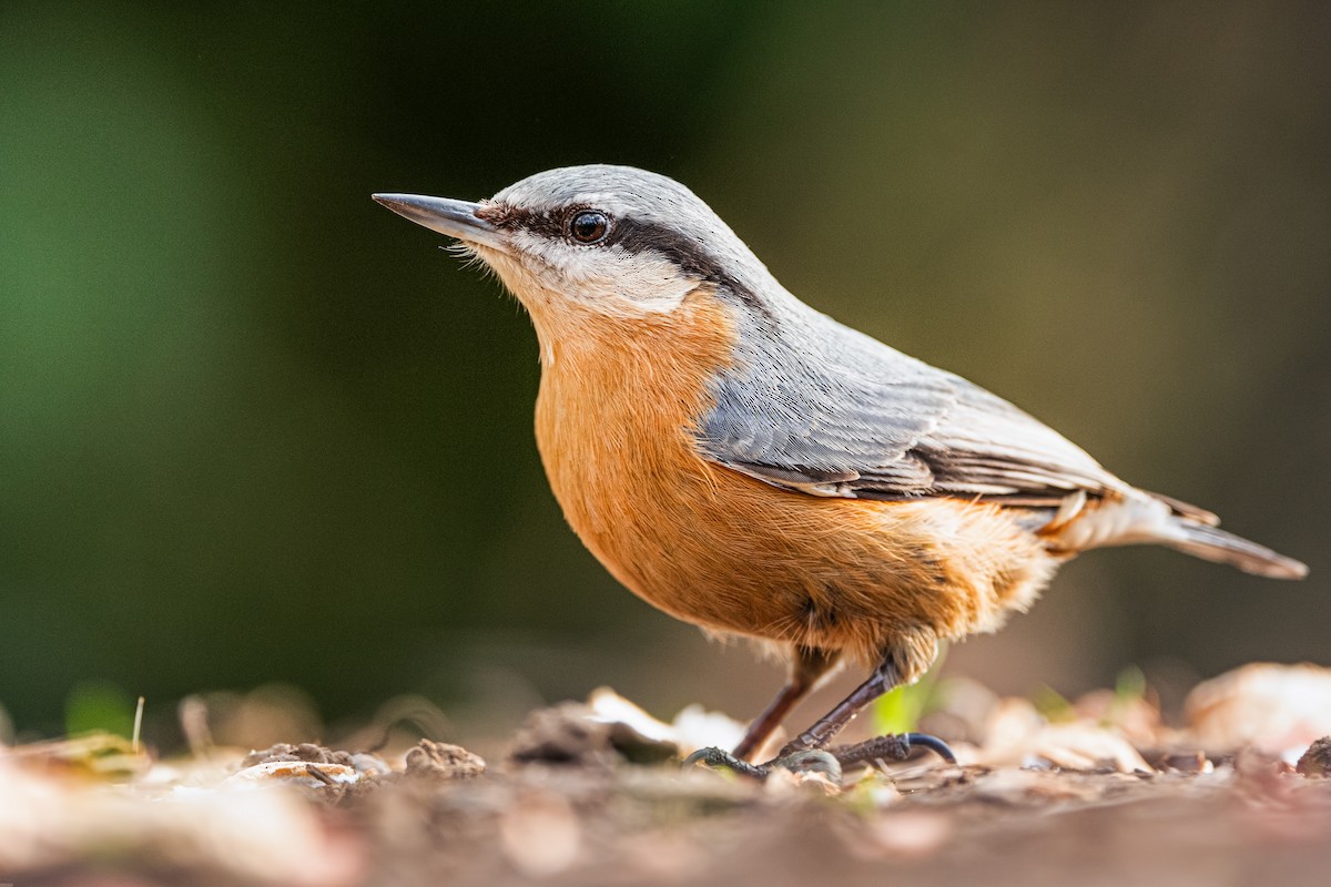 Eurasian Nuthatch - Alper Tüydeş