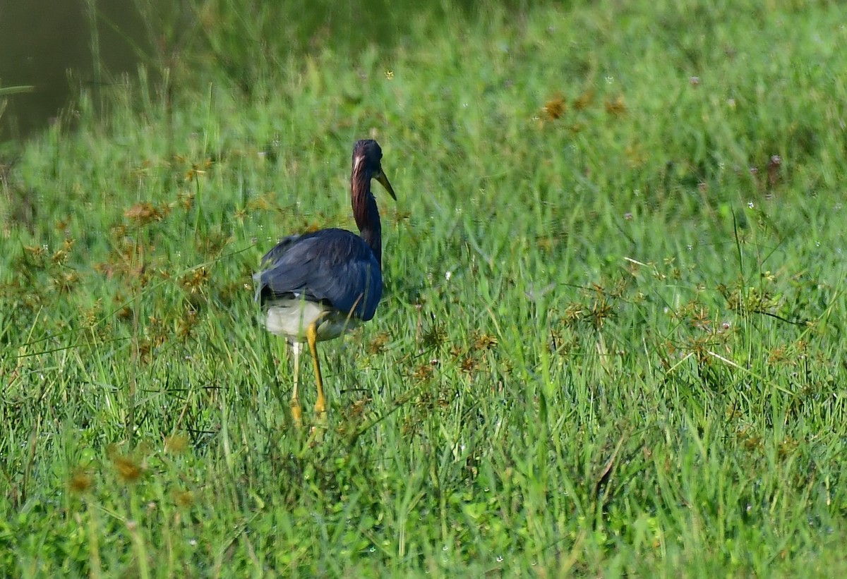 Tricolored Heron - ML623942982