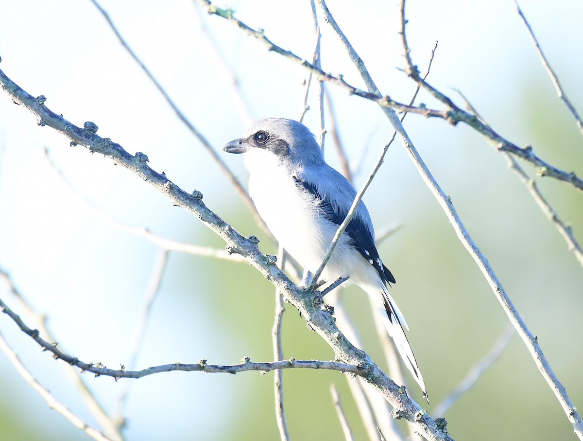 Loggerhead Shrike - ML623942992