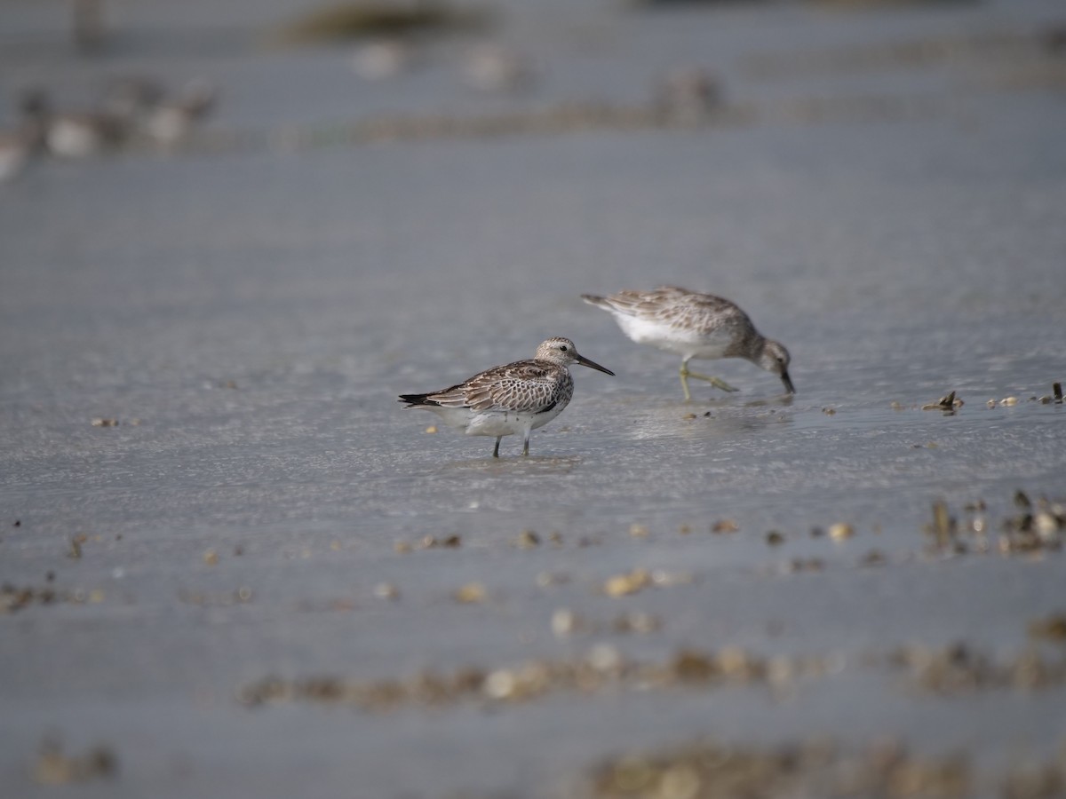 Great Knot - ML623943003