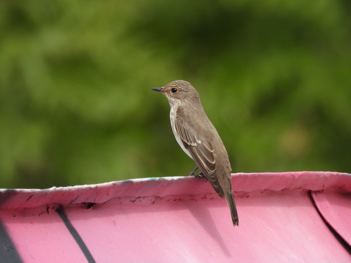 Spotted Flycatcher - ML623943009