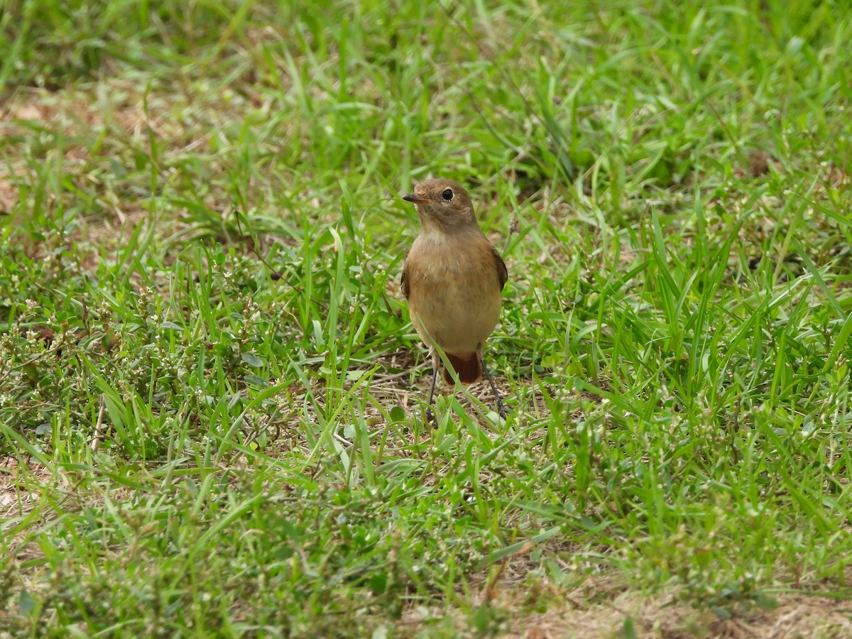 Common Redstart - ML623943019