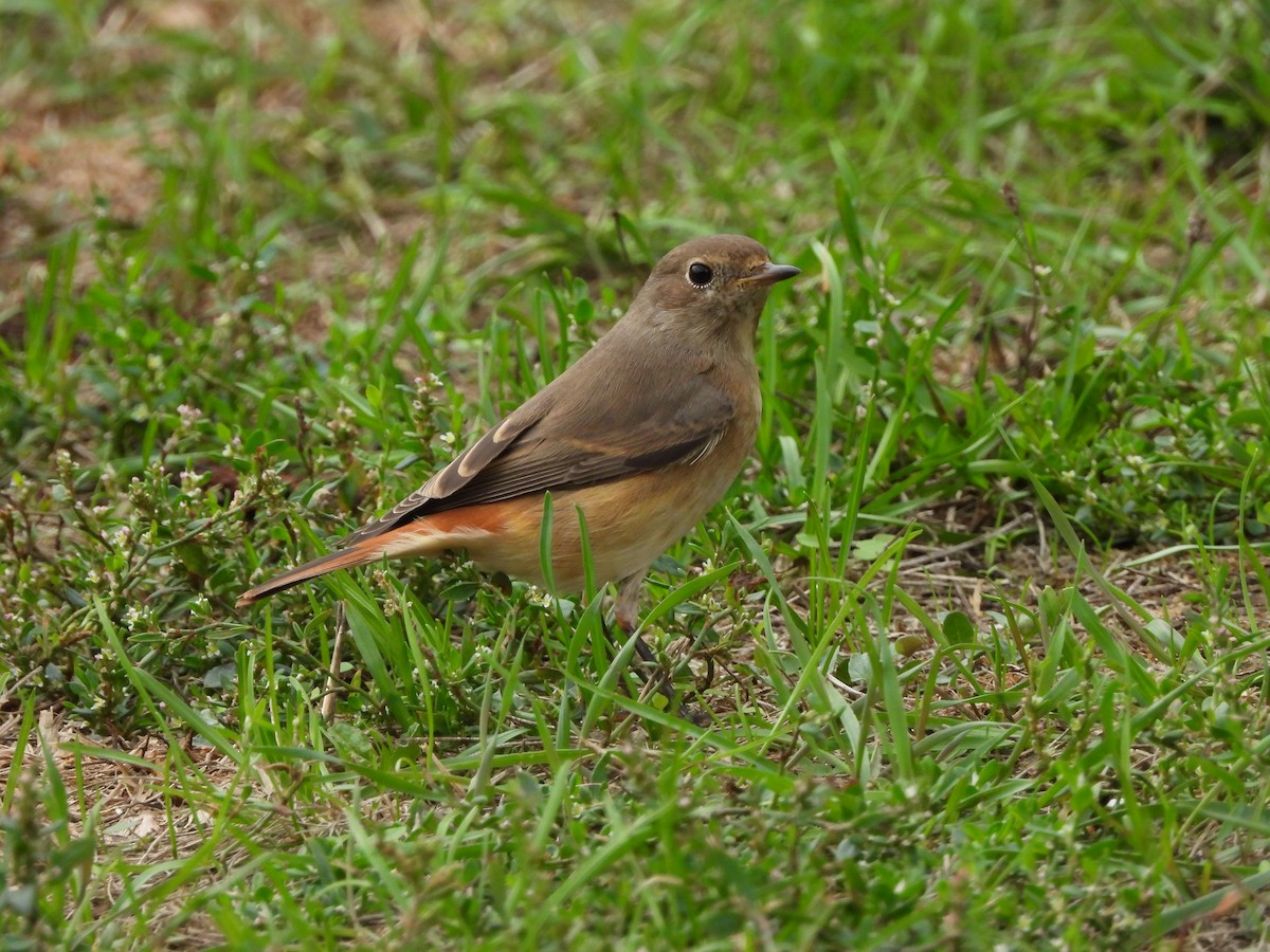 Common Redstart - ML623943020