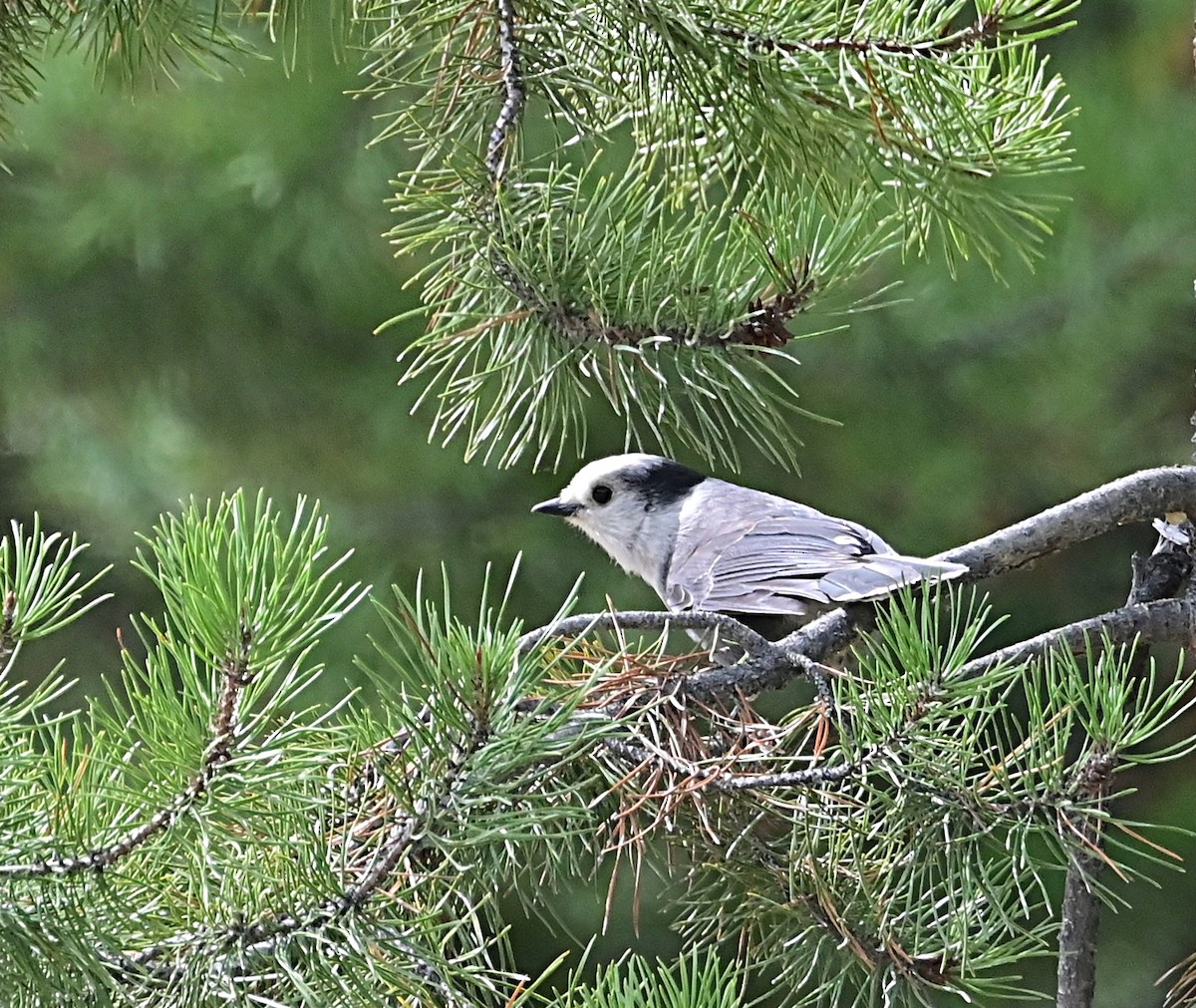 Canada Jay - ML623943028