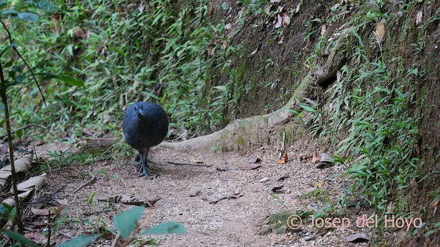 Gray Tinamou - ML623943036