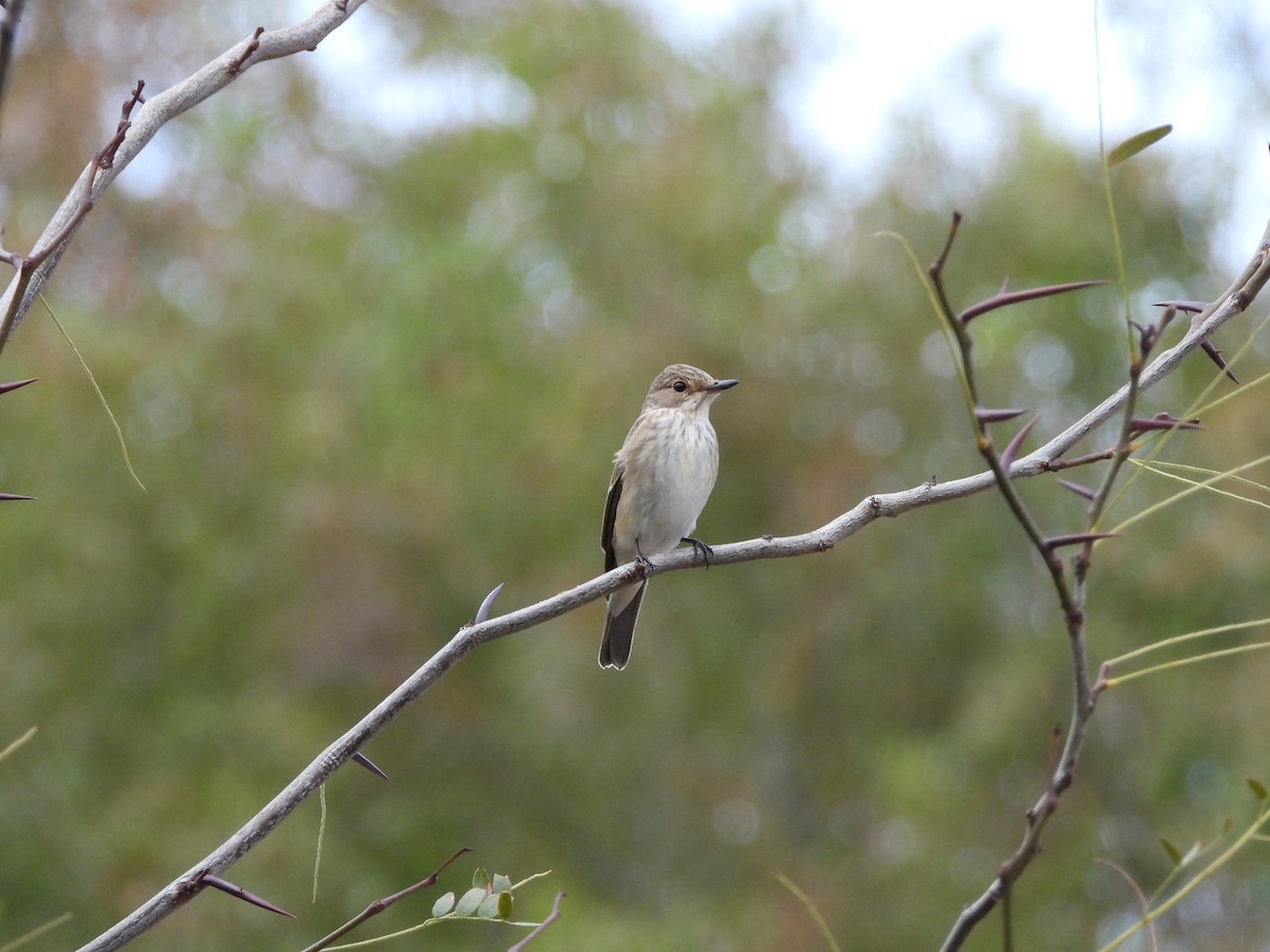 Spotted Flycatcher - ML623943041