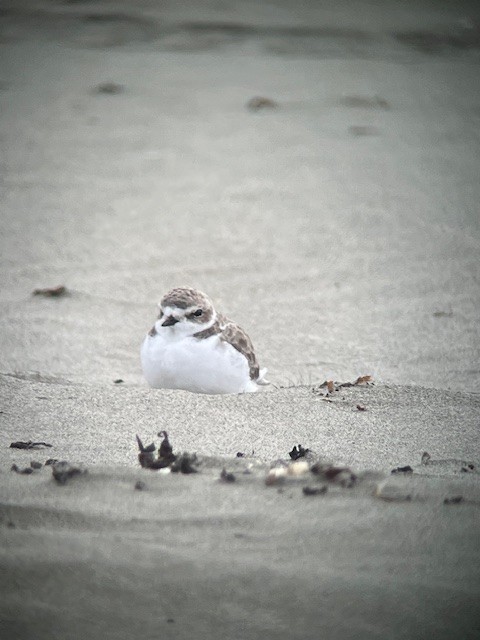 Snowy Plover - ML623943056