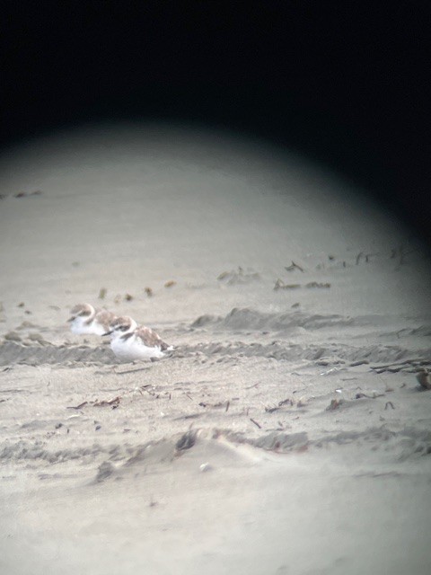 Snowy Plover - ML623943065