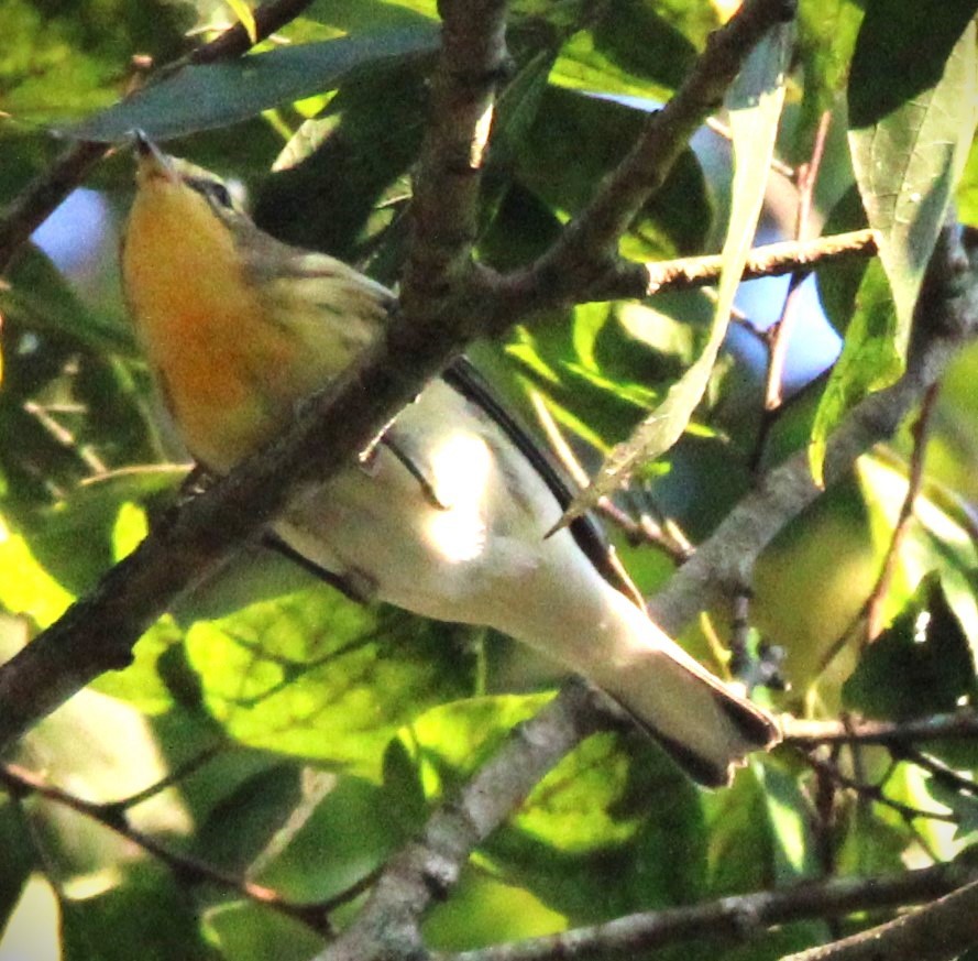 Blackburnian Warbler - Dorothy Dreyer