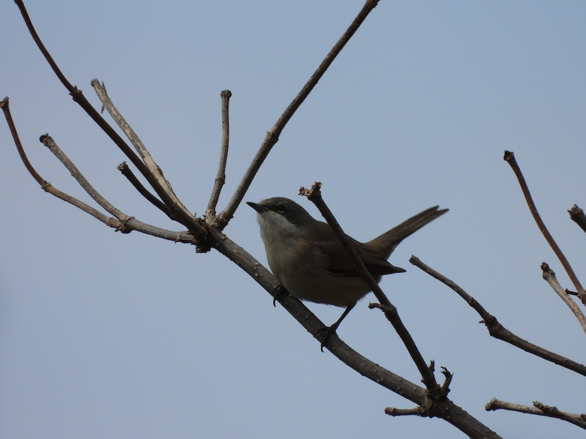 Lesser Whitethroat - ML623943082