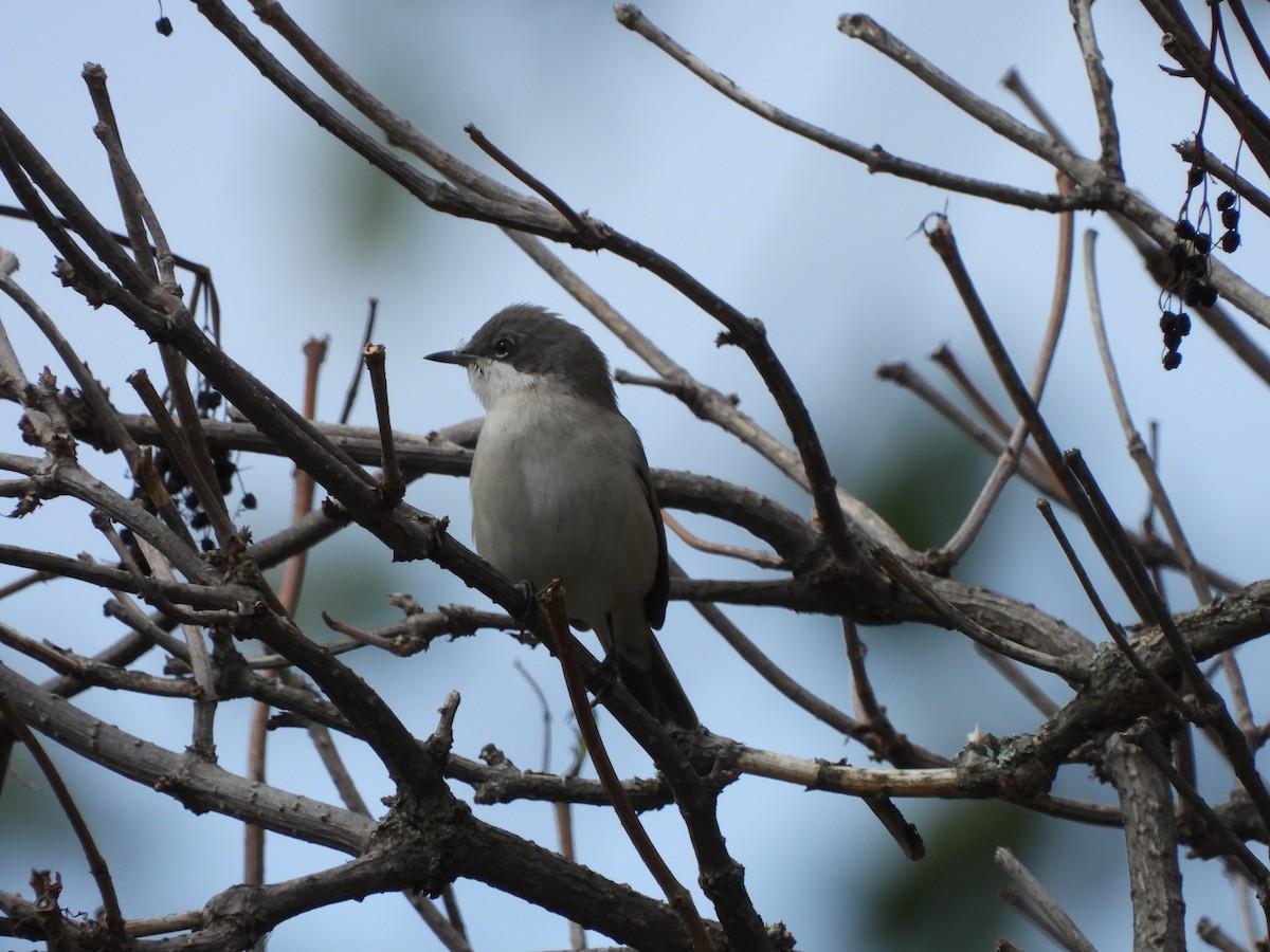 Lesser Whitethroat - ML623943084