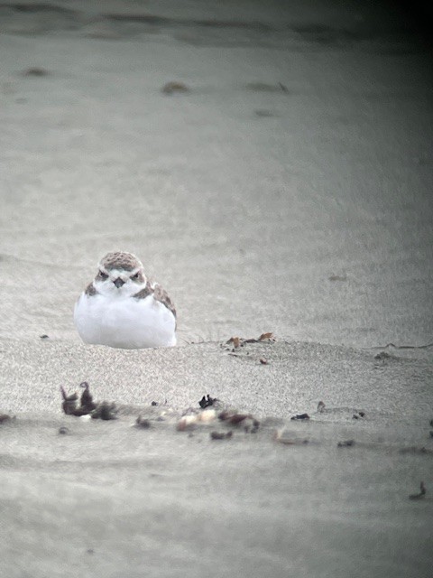 Snowy Plover - ML623943085