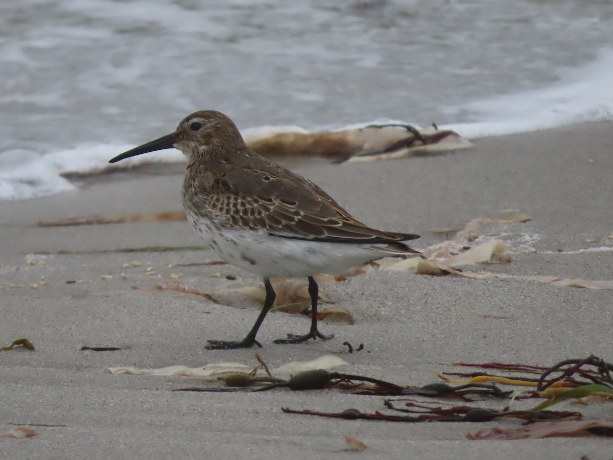 Dunlin - ML623943104