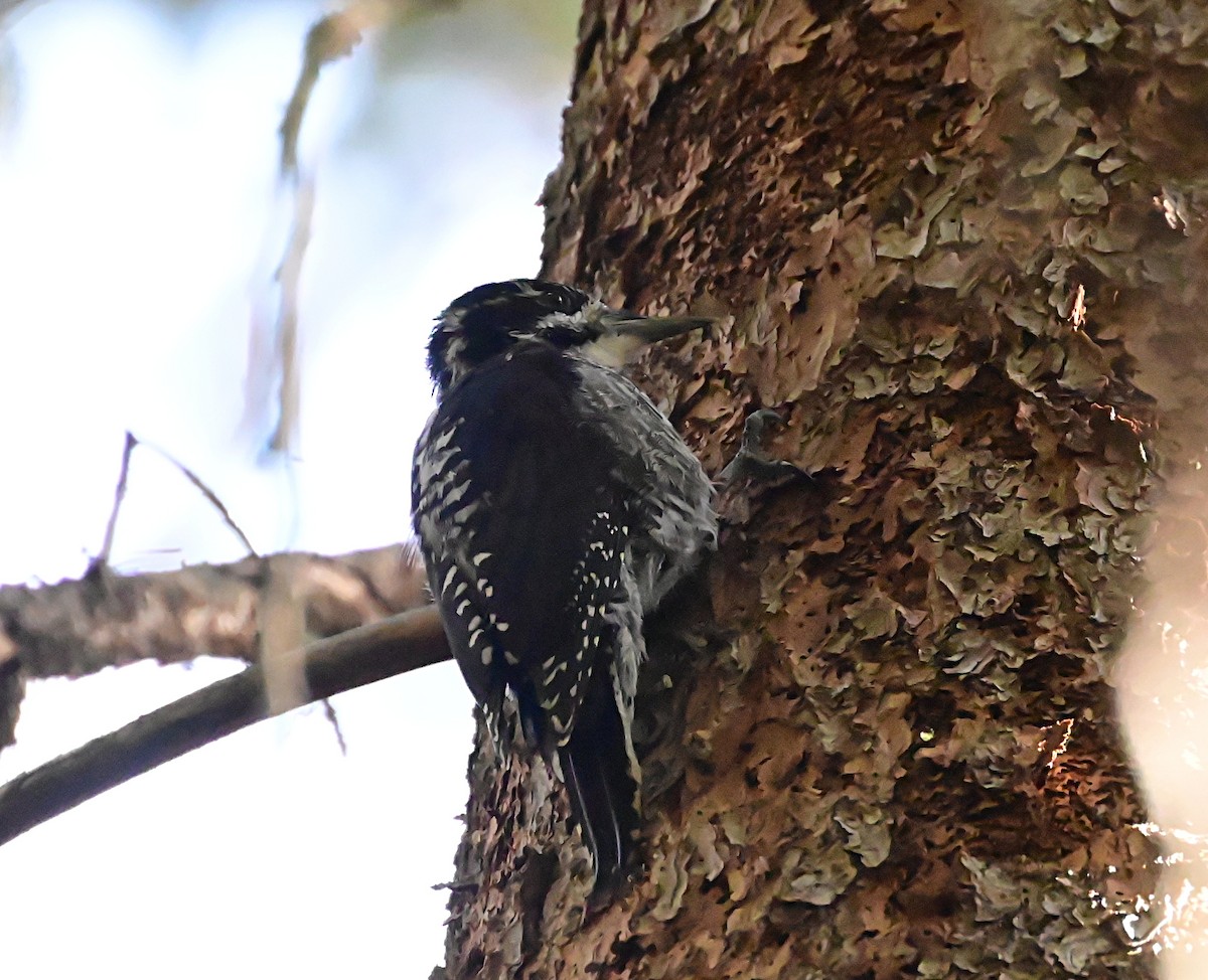 American Three-toed Woodpecker - ML623943110