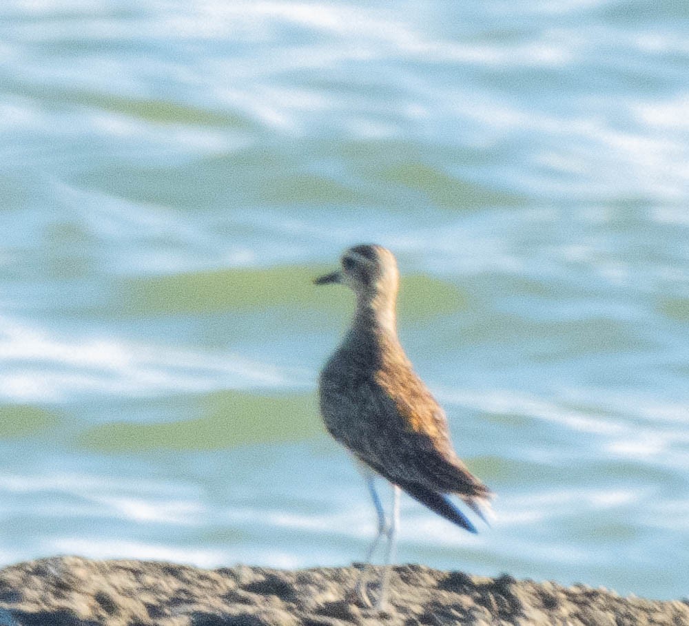 Gray-tailed Tattler - Deepa Wimalasena