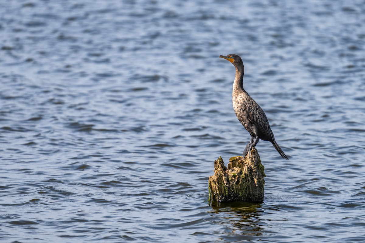 Double-crested Cormorant - ML623943127