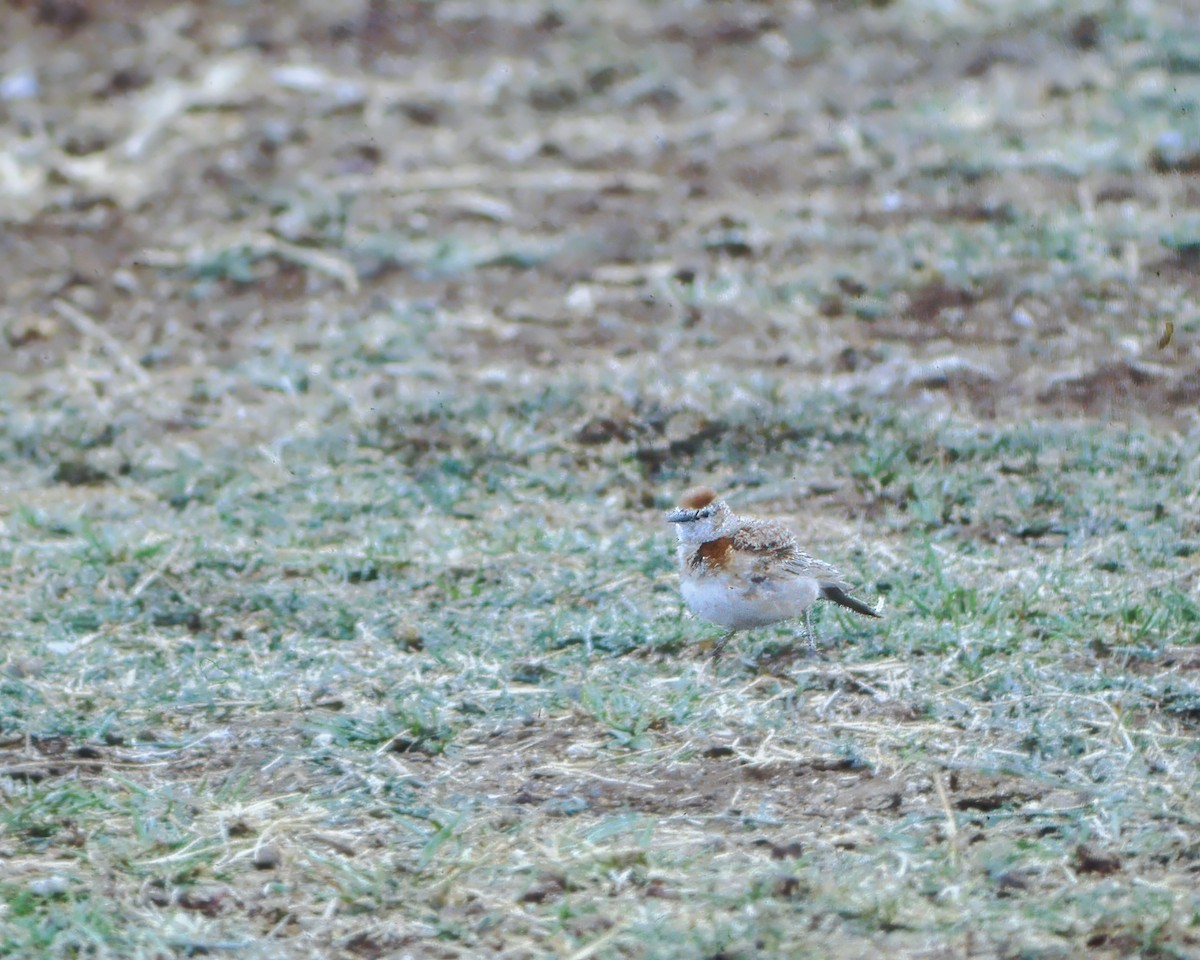 Red-capped Lark - ML623943131