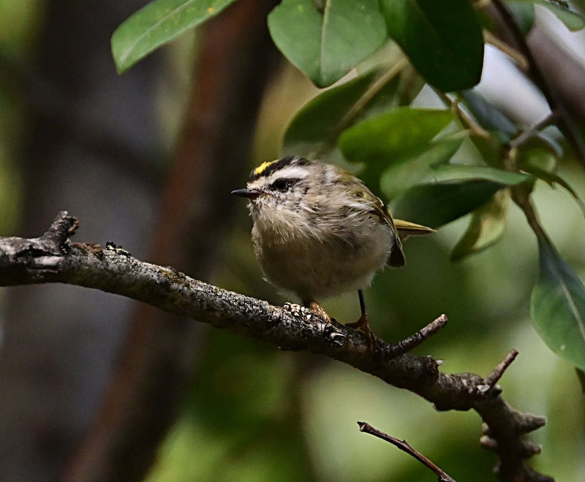 Golden-crowned Kinglet - ML623943133