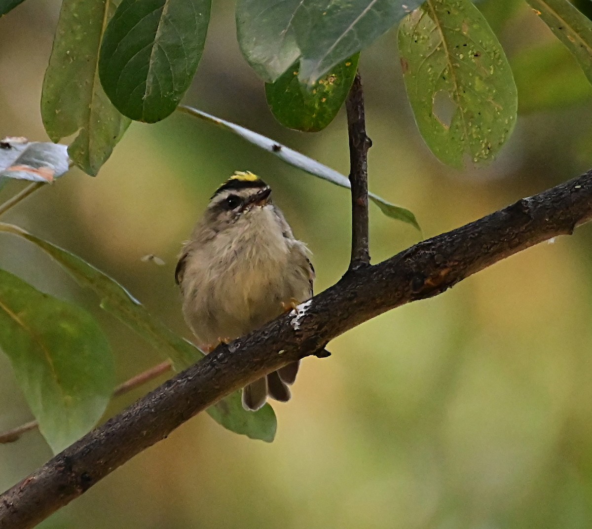 Golden-crowned Kinglet - ML623943134