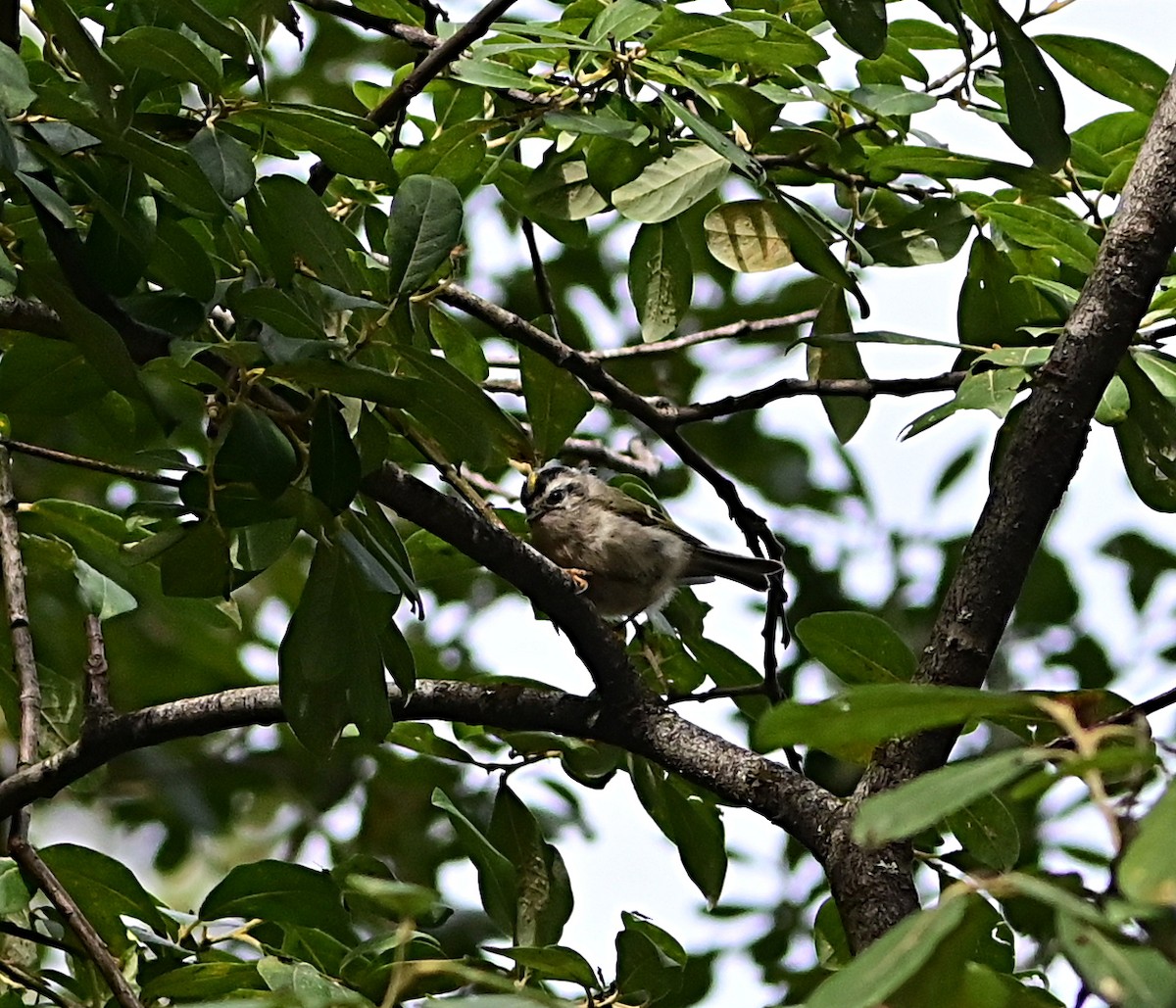 Golden-crowned Kinglet - ML623943135