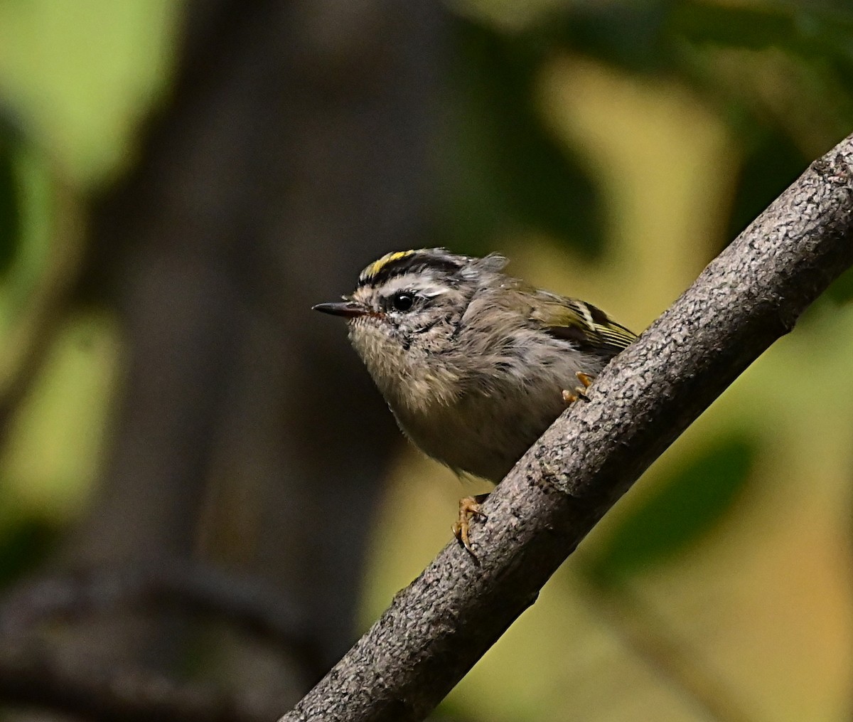 Golden-crowned Kinglet - ML623943136