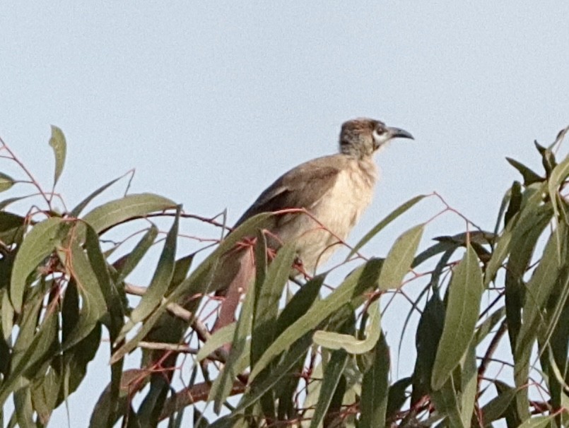 Little Friarbird - ML623943168