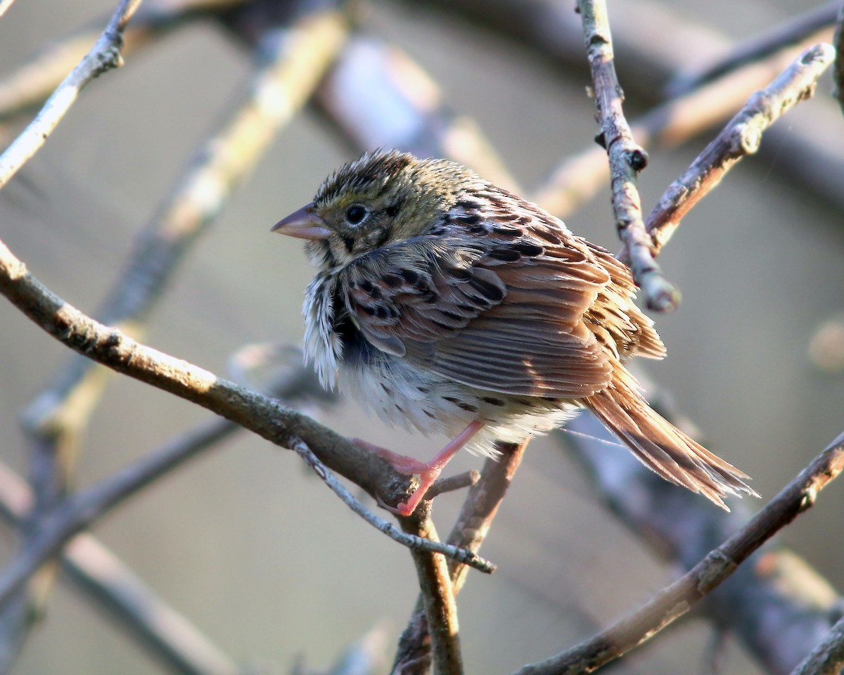 Henslow's Sparrow - ML623943171