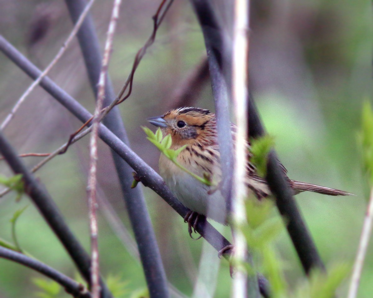 LeConte's Sparrow - ML623943175