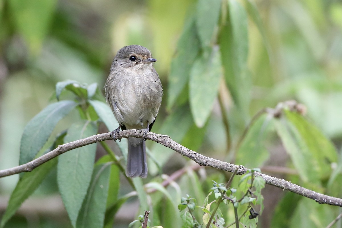 African Dusky Flycatcher - ML623943177