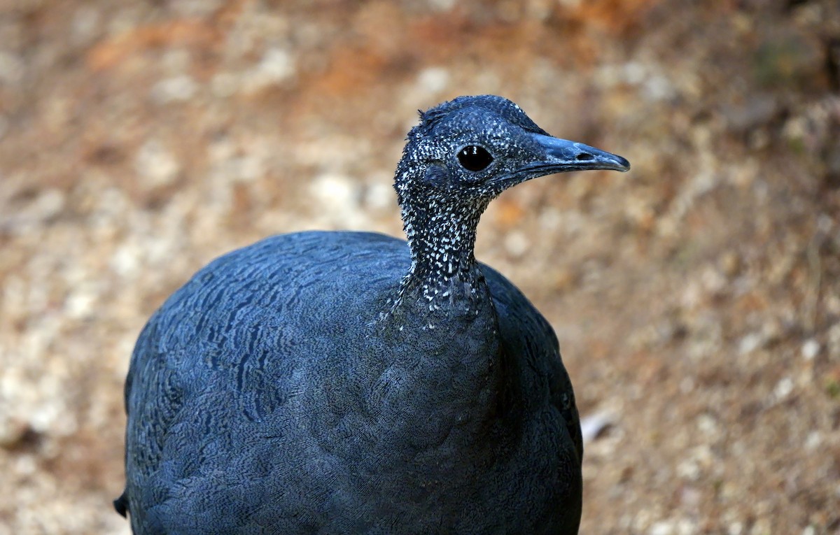 Gray Tinamou - ML623943187