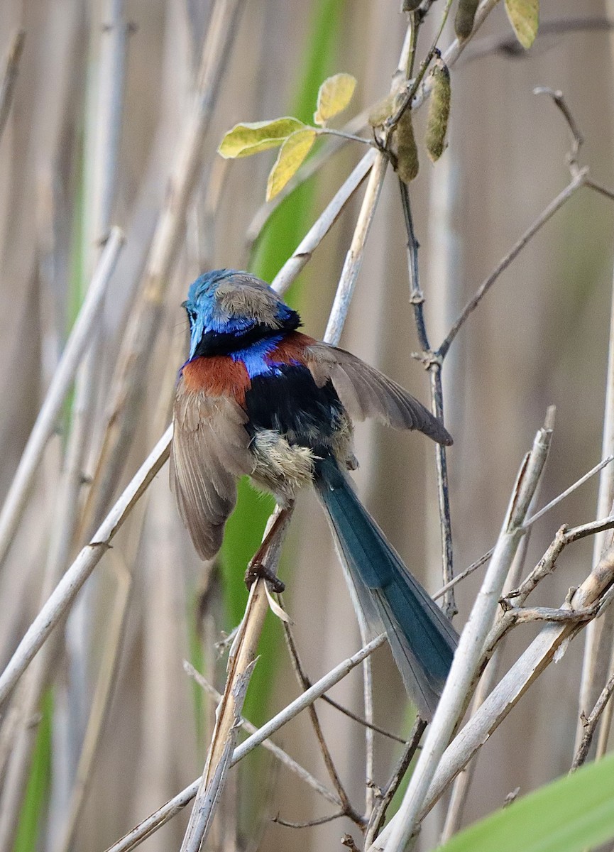 Variegated Fairywren - ML623943189